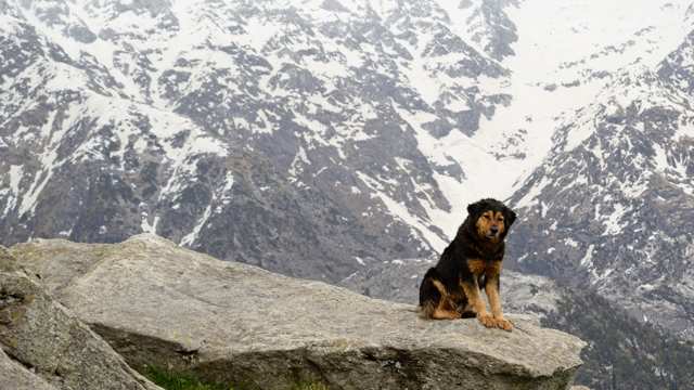 Himalayan Sheepdog