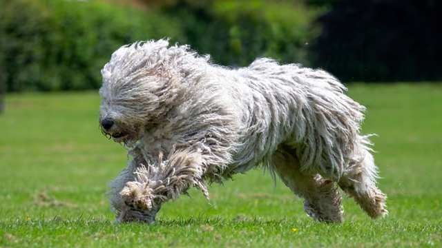 Miniature komondor 2024