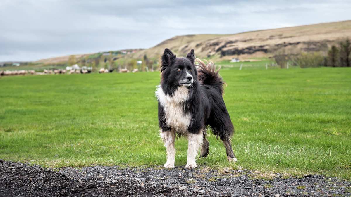 Icelandic Sheepdog