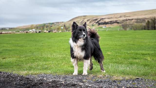 Icelandic Sheepdog