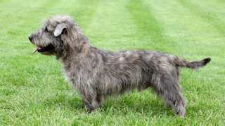 Glen Of Imaal Terrier Grooming
