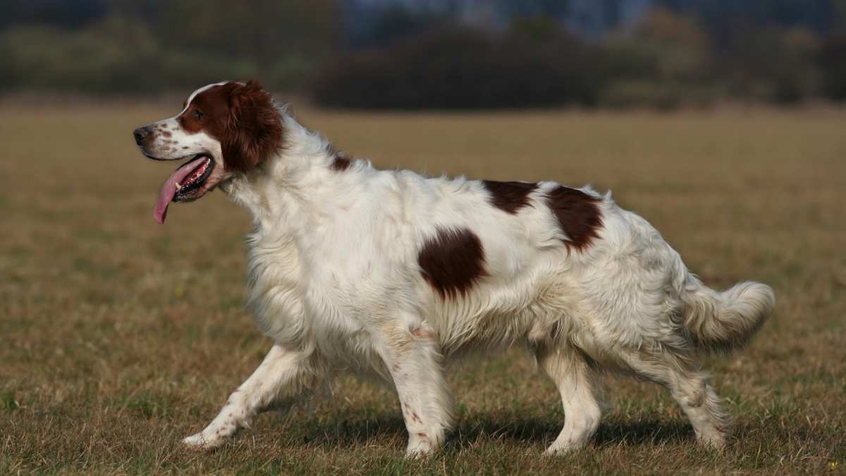 Irish Red and White Setter