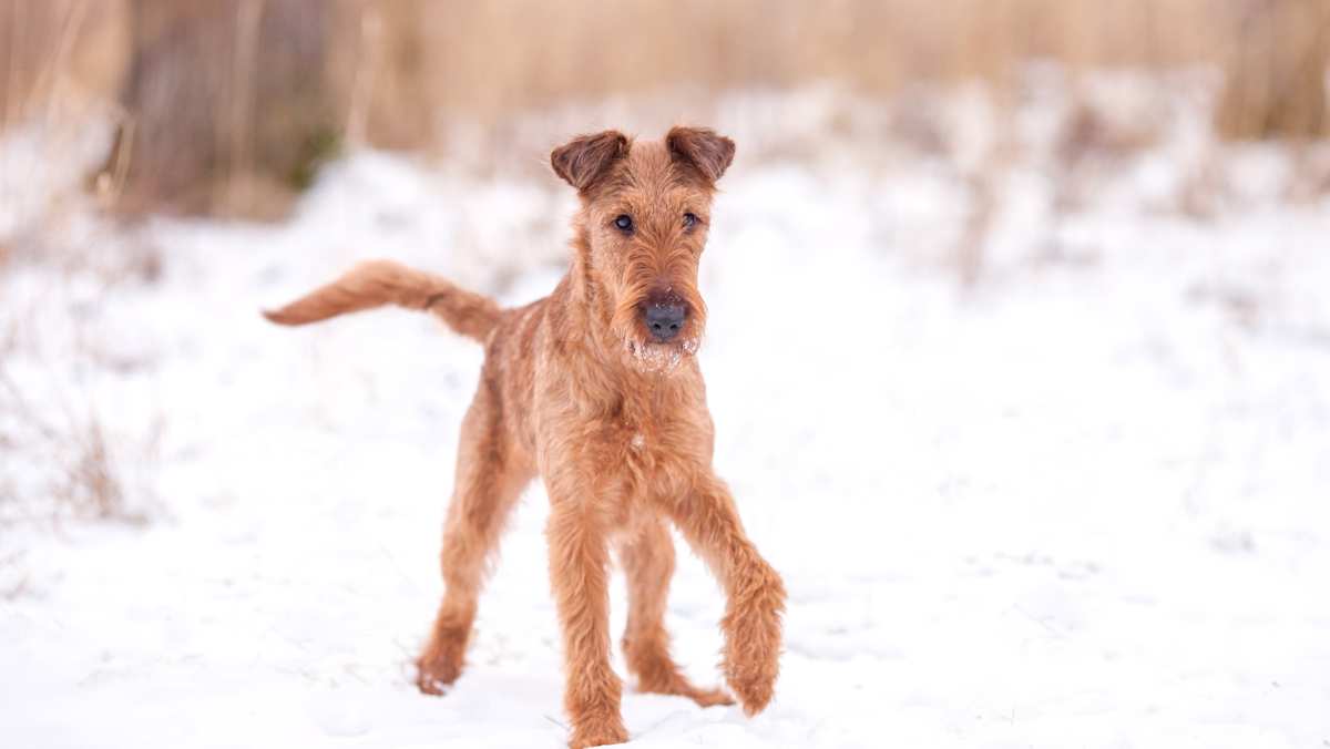 Red Wheaten Irish Terrier Walking in the Snow
