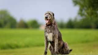 Irish Wolfhound Grooming