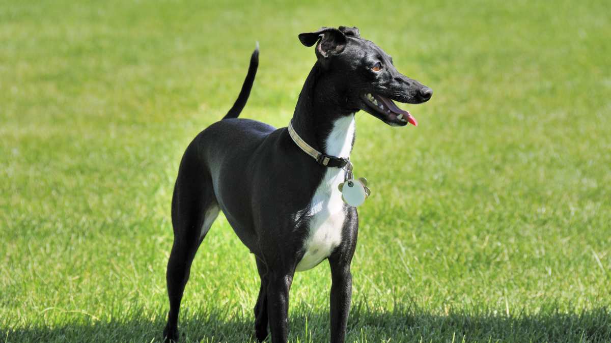 Black & White Italian Greyhound