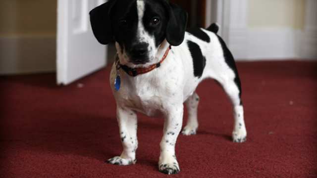 Jack A Bee Jack A Bee