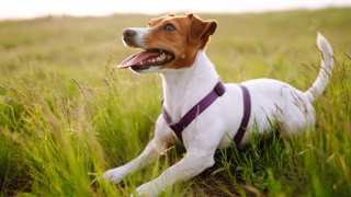 Jack Russell Terrier Care