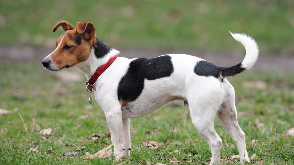 Tri-Color Jack Russell Terrier