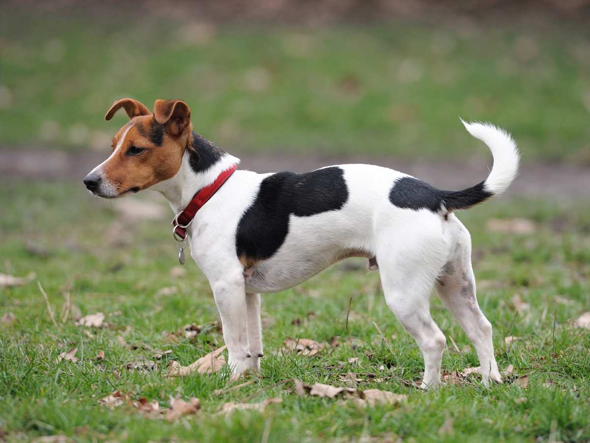 Jack russell small breed best sale