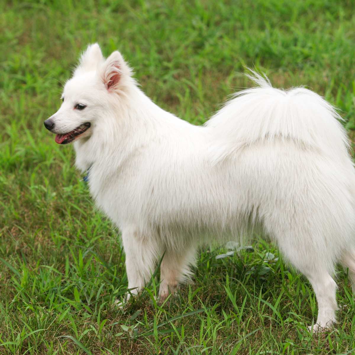 Japanese hot sale spitz intelligence