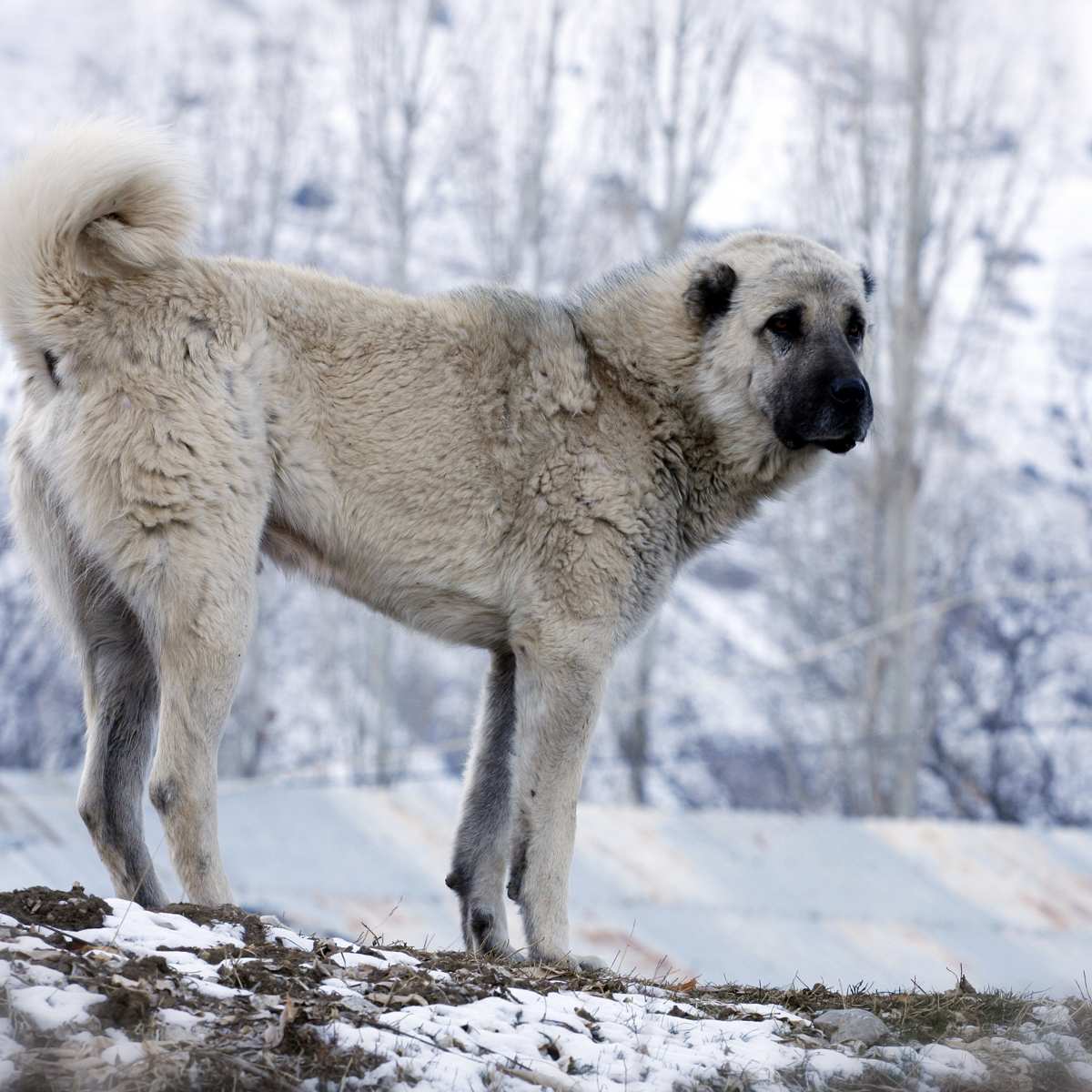 Kangal Dog Breed » Everything About Kangal Dogs, image size:1200x1200