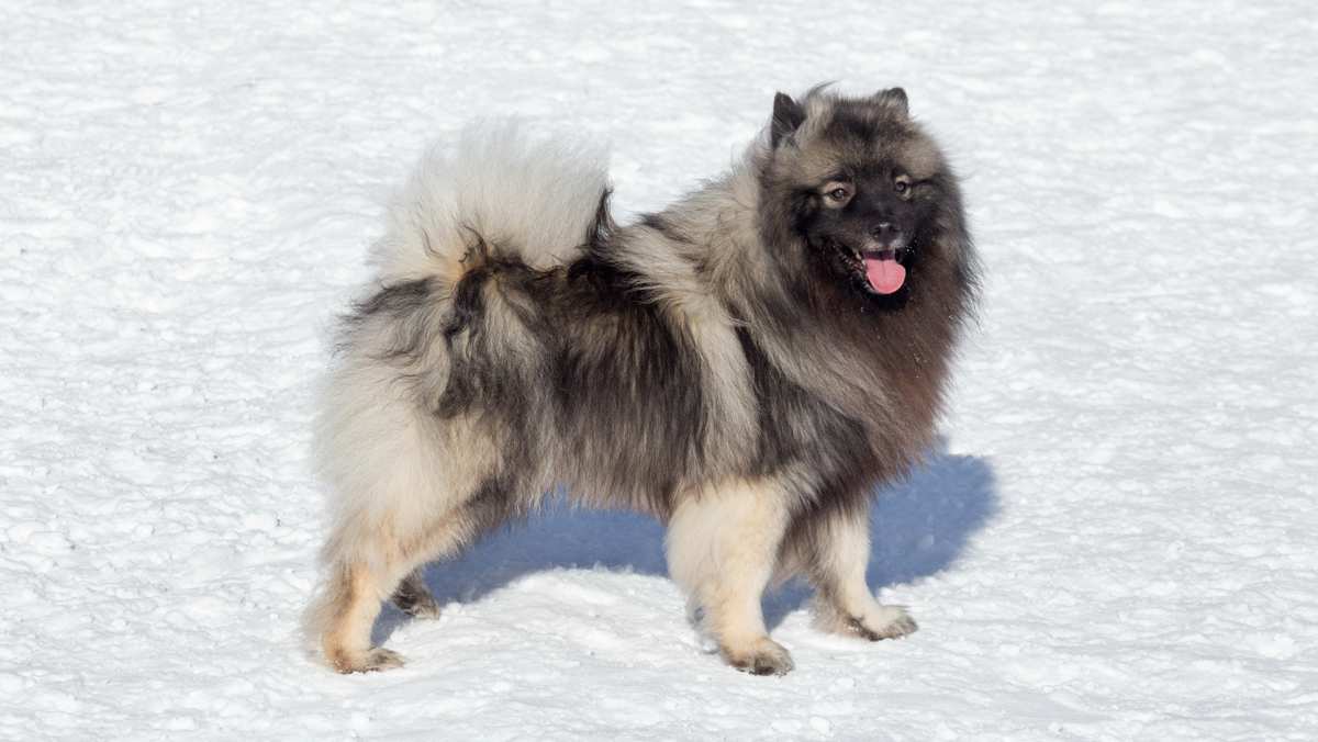 Keeshond in the Snow