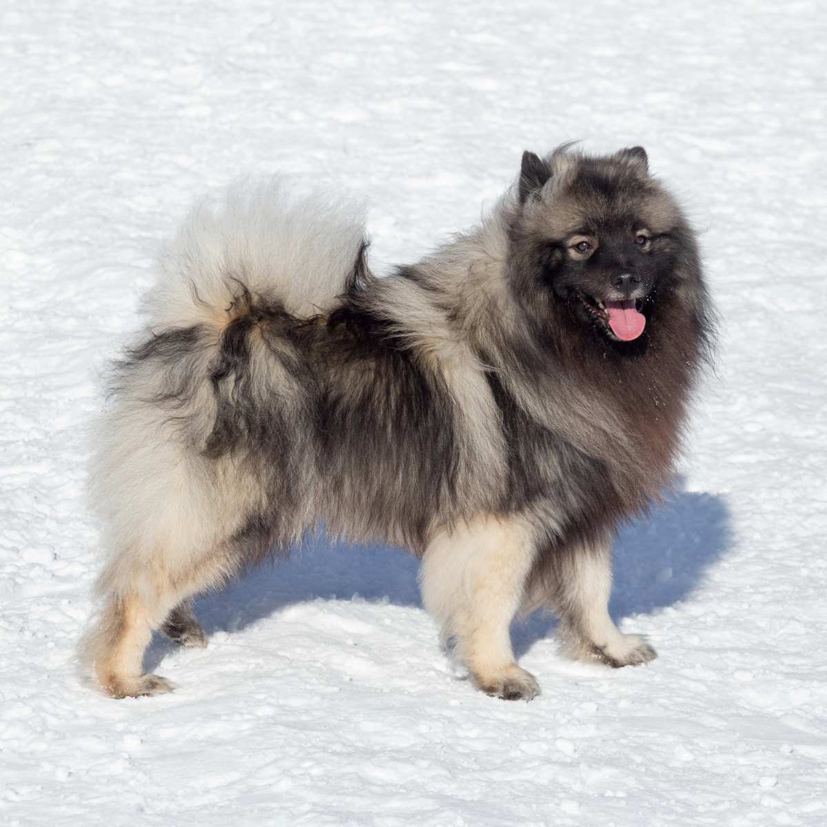 Keeshond sales dogs 101