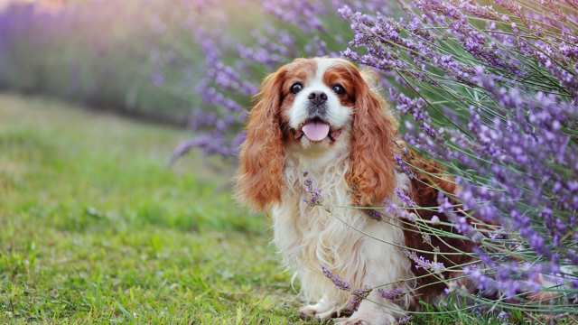 King Charles Spaniel