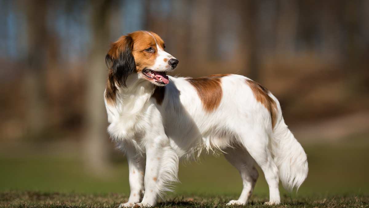 Kooikerhondje Dog