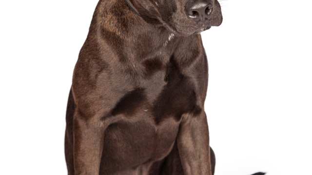 Labrabull