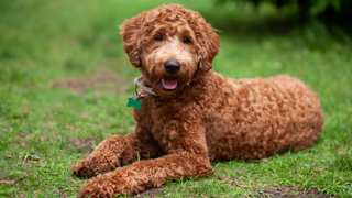 Where to Get Labradoodles
