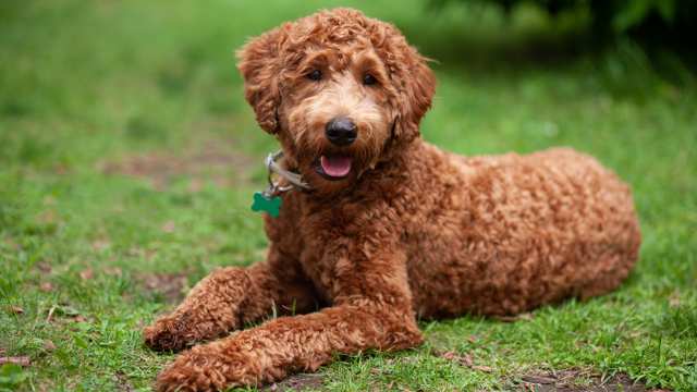 Labradoodle