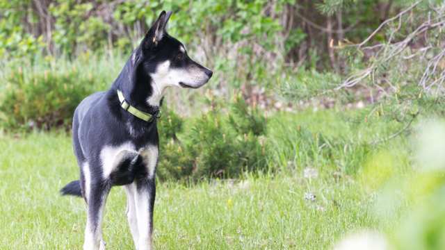 Labrador Husky