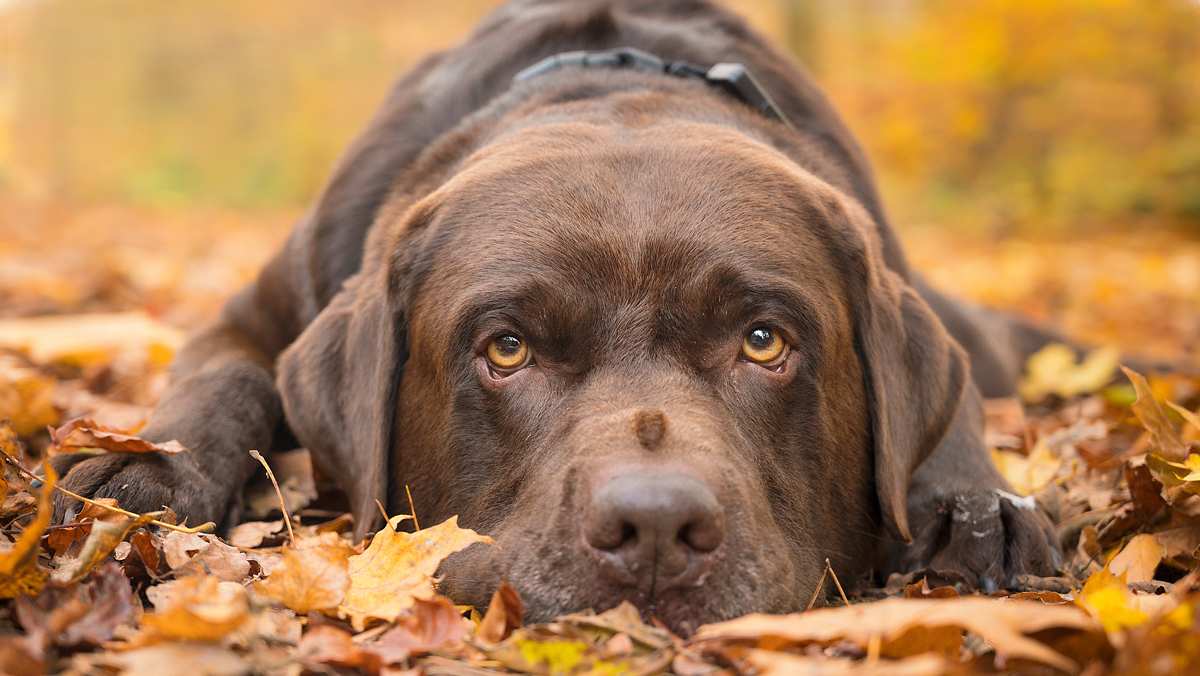 Labrador Retriever Laying on Leaves