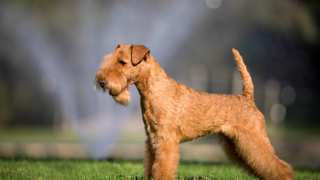 Lakeland Terrier Grooming