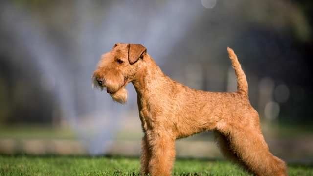 Lakeland Terrier