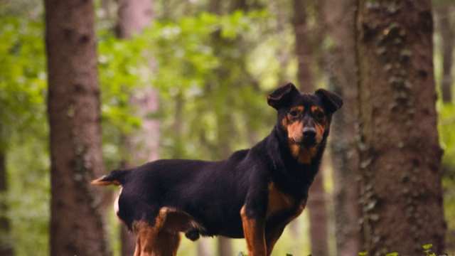 Lancashire Heeler