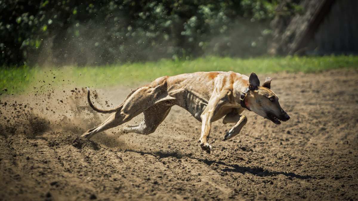 Magyar Agar (Hungarian Greyhound) Running