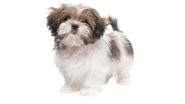 Maltese Shih Tzu