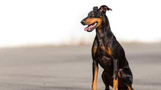 Manchester Terrier Care
