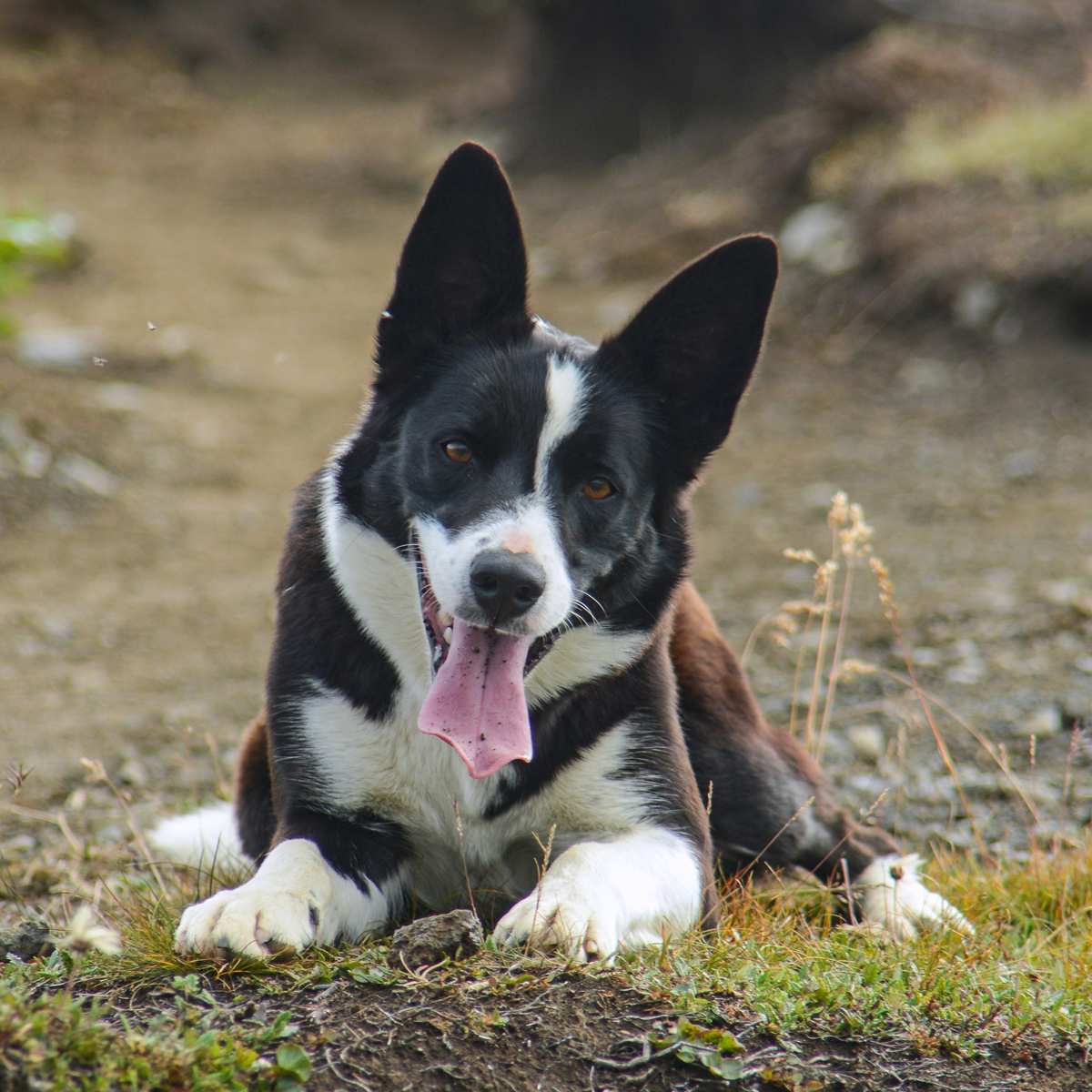 Mcnab sheepdog store