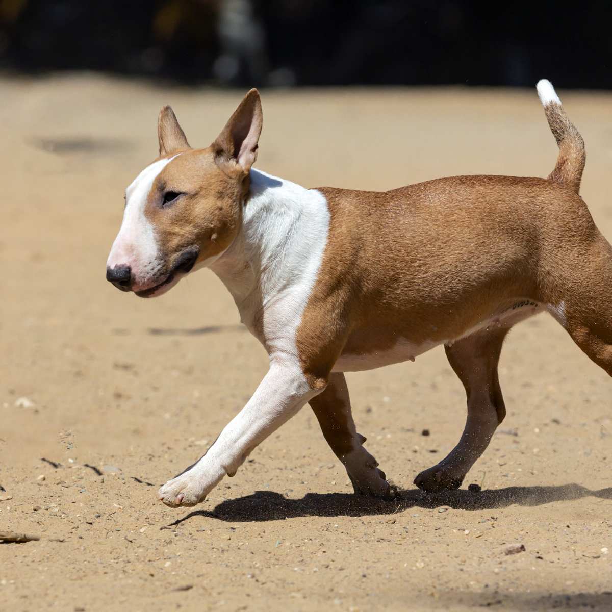 hypoallergenic toy english bull terrier