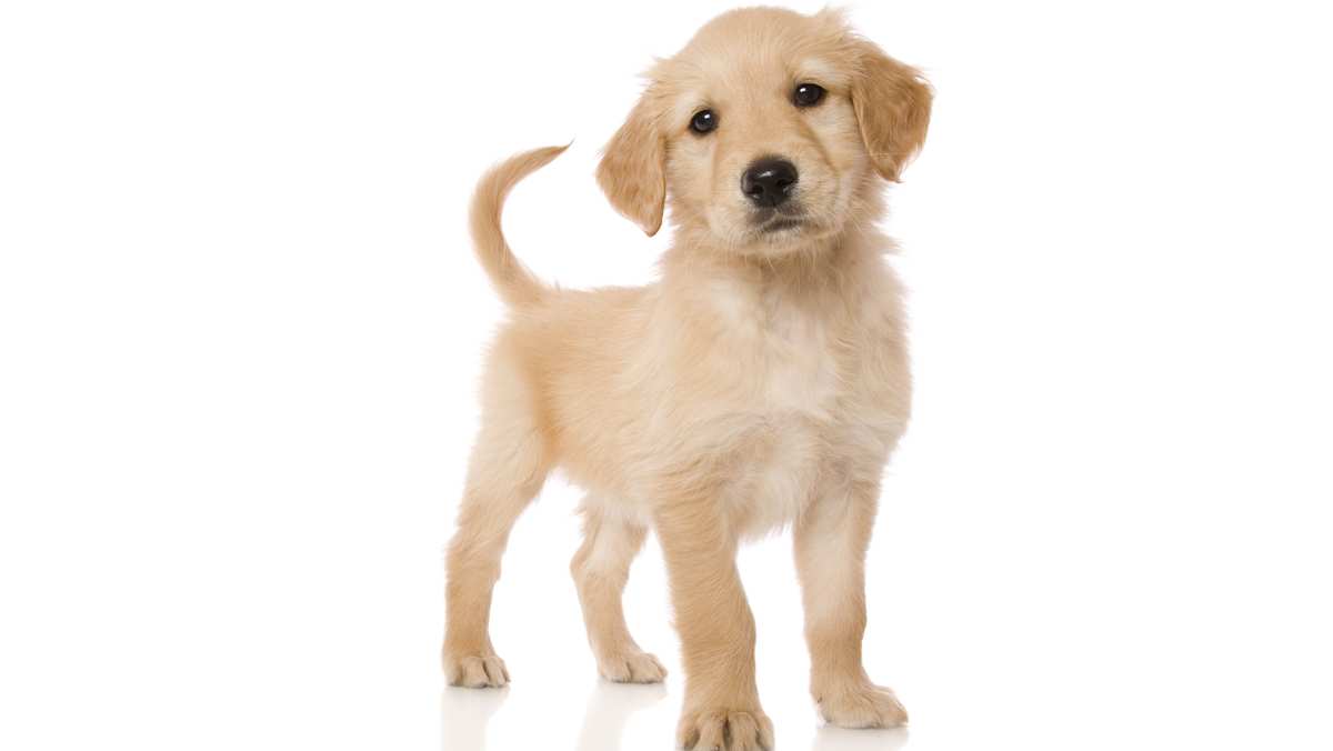 Miniature Golden Retriever Puppy