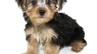 Where to Get Morkies