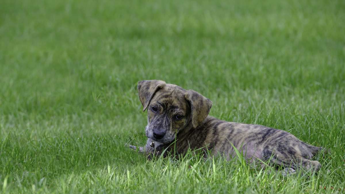 Mountain Cur Puppy in the Grass