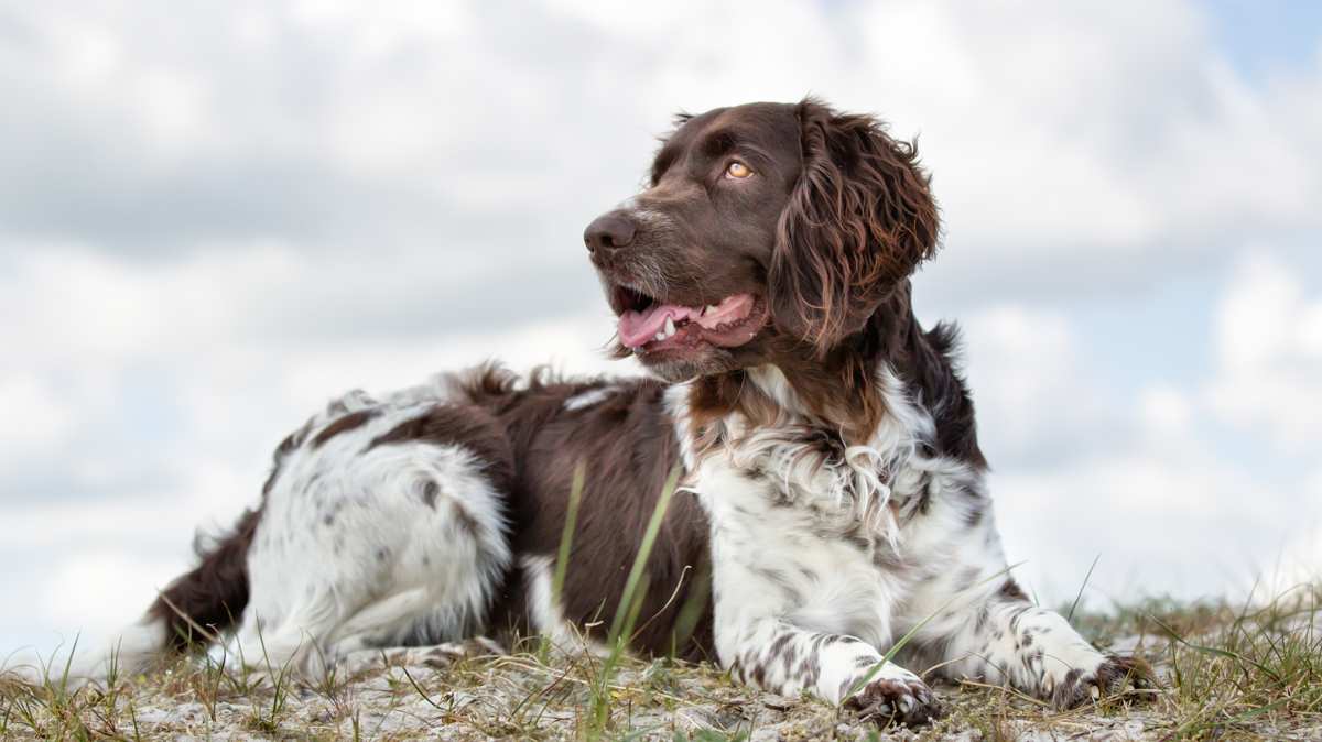 Munsterlander Resting Outside