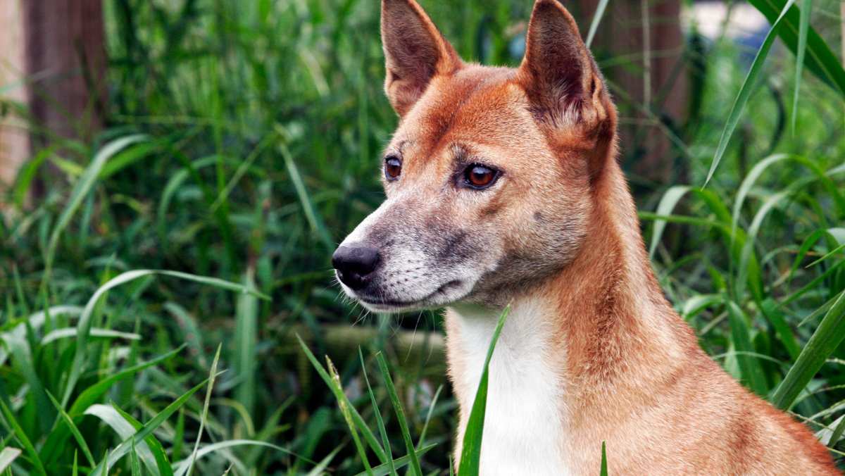 New Guinea Singing Dog