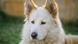 Where to Get Northern Inuit Dogs