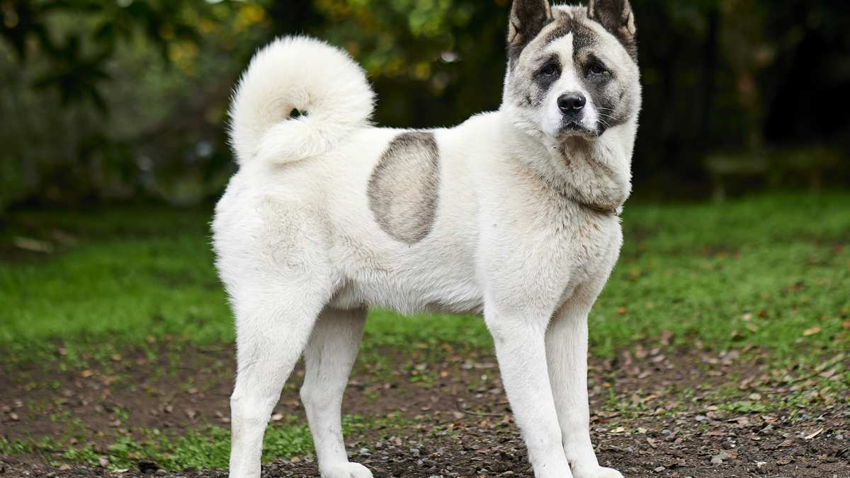 Norwegian Buhund