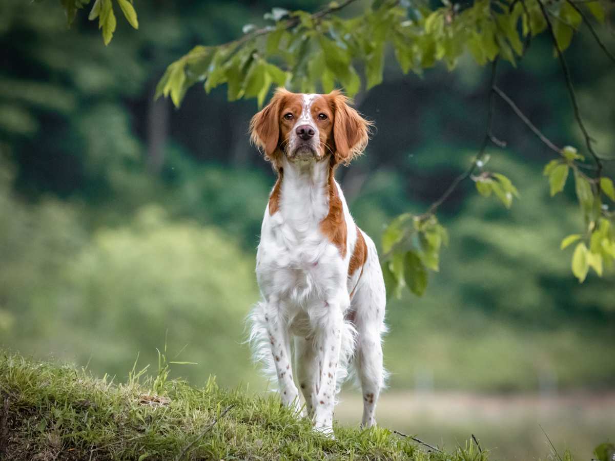 Best brush for brittany spaniel hotsell