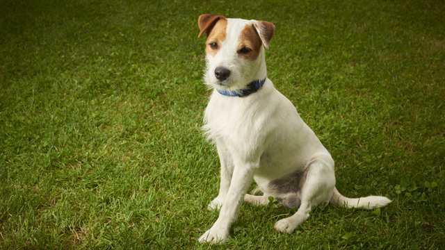 Parson Russell Terrier