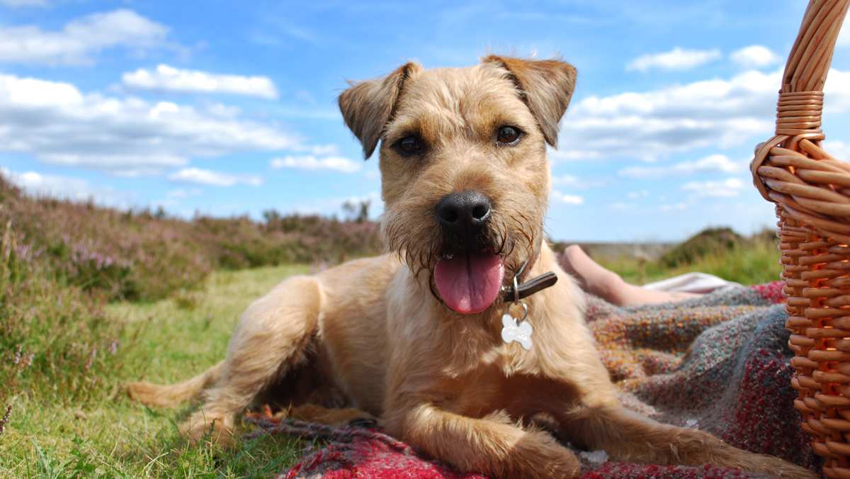 Patterdale / Border Terrier cross