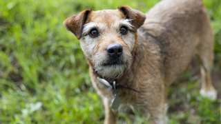 Patterdale Terrier Care