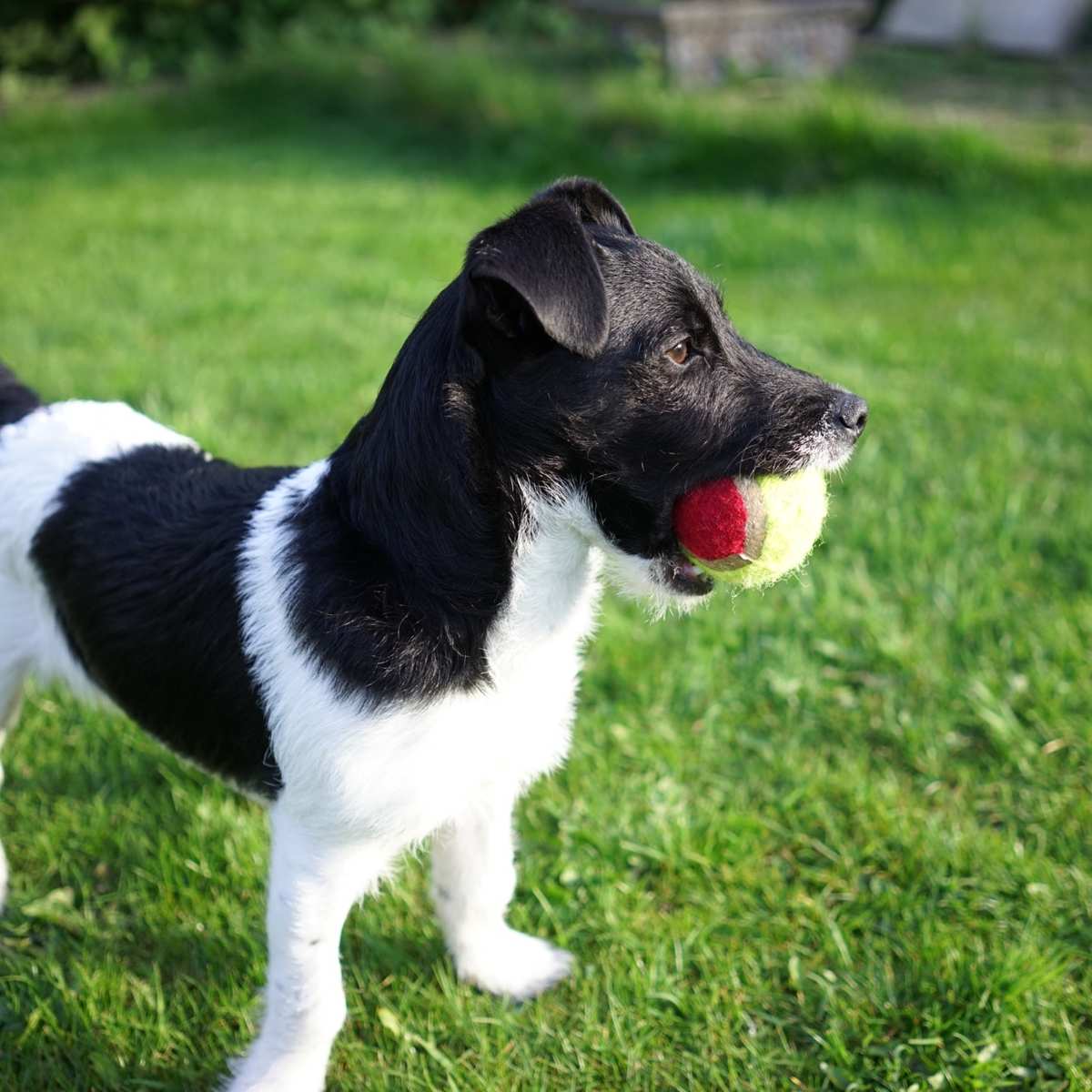 Russell Cross Poodle Cross Patterdale Jack Russell Terrier