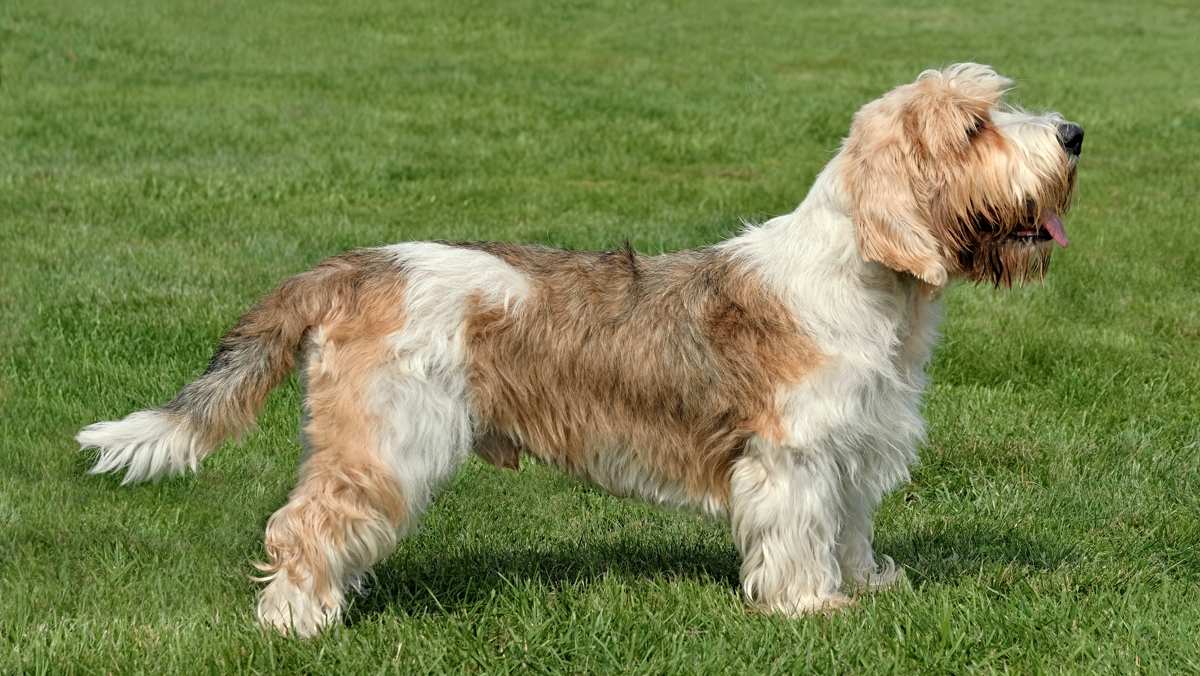 Petit Basset Griffon Vendeen