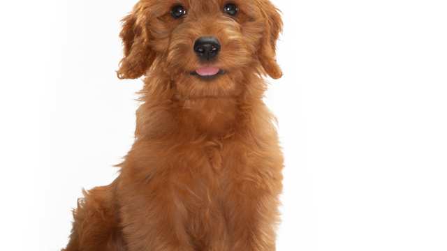Petite Goldendoodle