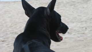 Phu Quoc Ridgeback