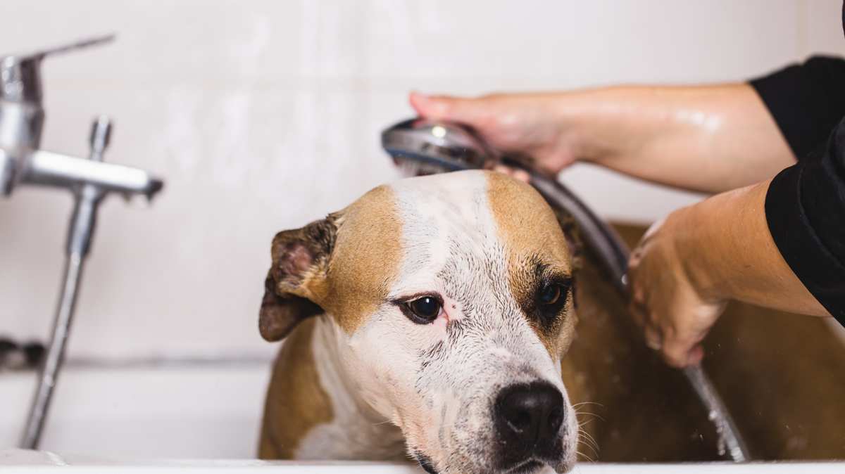 American Pit Bull Terrier in a Bath