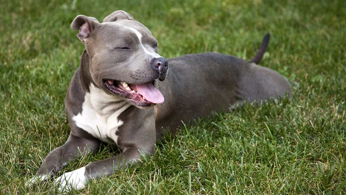 American Staffordshire Terrier  Temperament, Weight, & Facts
