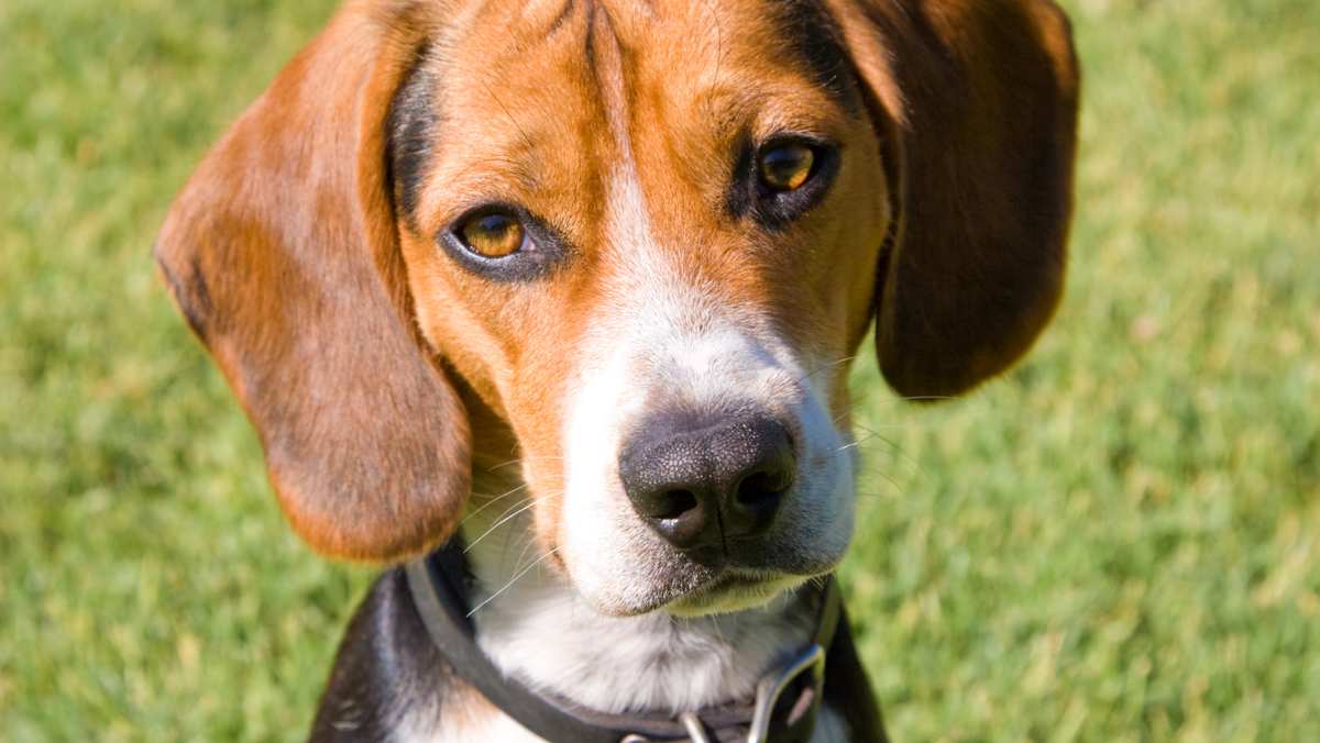 Tri-Color Pocket Beagle
